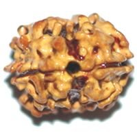 Two Mukhi RUdraksha